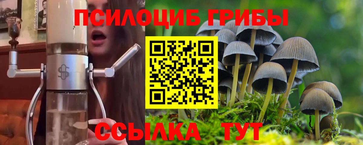 Галлюциногенные грибы Psilocybine cubensis Липецк
